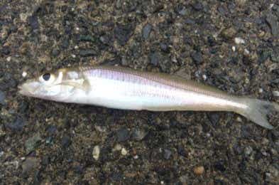 夏に釣れる魚の画像