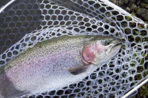 ニジマスの釣果の画像