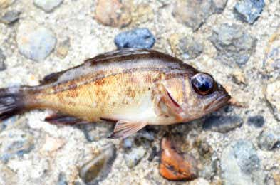釣れる!防波堤の釣魚と最新仕掛け百科 51lm4vI+2KL._AC_SY200_QL15_.jpg