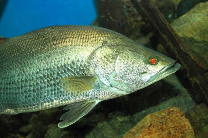 アカメ　魚