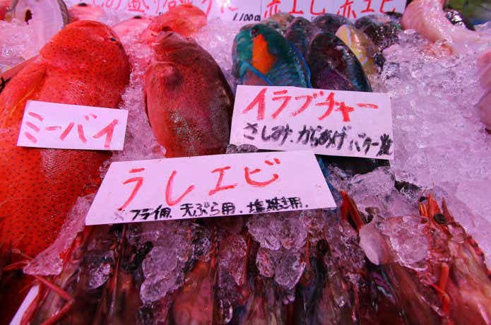 アカジン（魚、通称ミーバイ）タペストリー おさかなギャラリー｜マルハニチロ株式会社