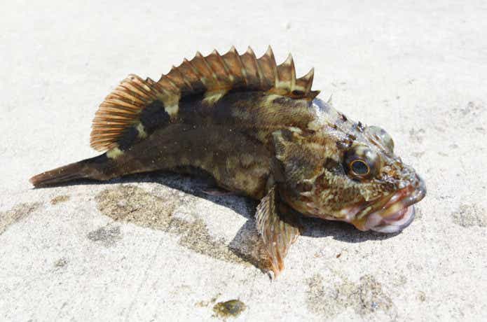 堤防　根魚　画像