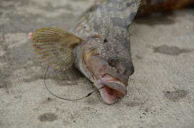 冬に釣れる魚の画像