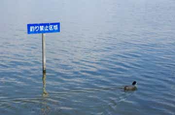 霞ヶ浦の釣り禁止エリアの画像