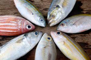 魚　色々　画像