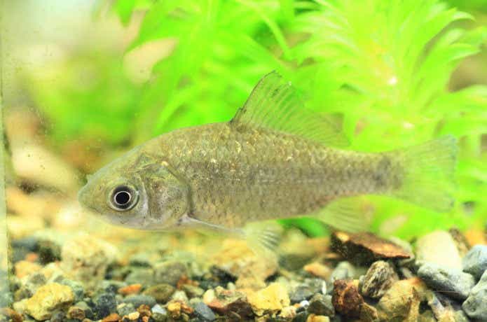 ギンブナ　飼育　水草　画像