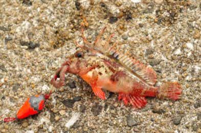 堤防で釣れる毒魚の画像