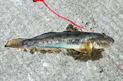 秋に釣れる魚の画像