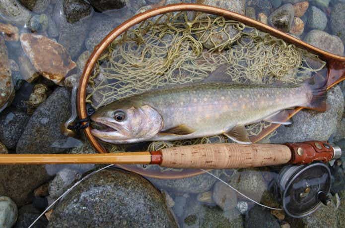 ニンフフィッシングの釣果の画像