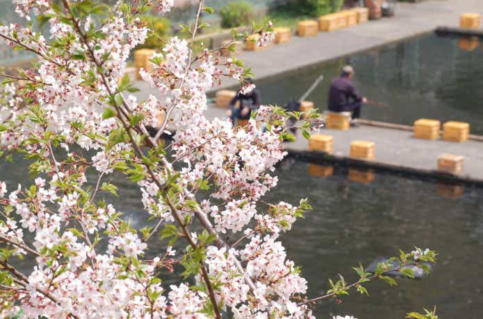 市ヶ谷の釣り堀のコツの画像