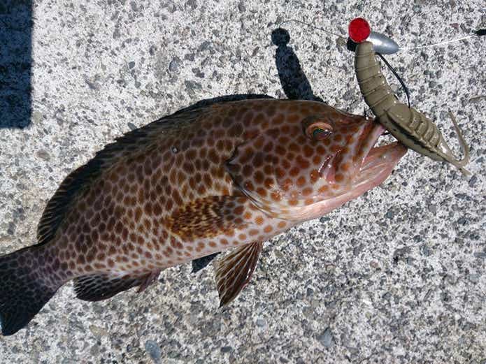 テキサスリグを使ったオオモンハタの釣果画像