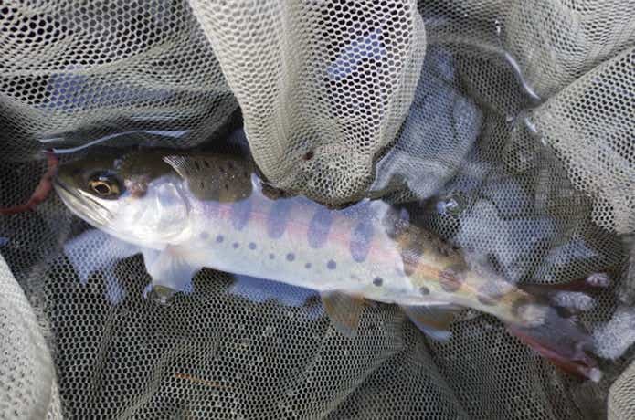 渓流でヤマメを釣り上げた画像