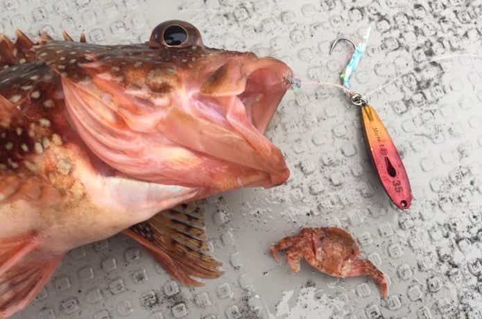 マイクロフリップで根魚を釣った