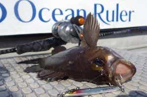 オーシャンルーラーで釣りの画像