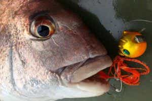 タイラバで釣った真鯛