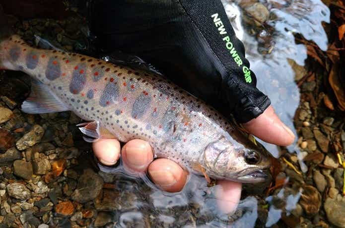 13346924_1103505403039282_4858830252533765757_n