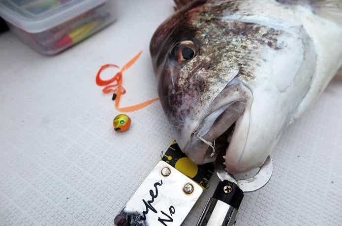 船から鯛ラバで鯛を釣った