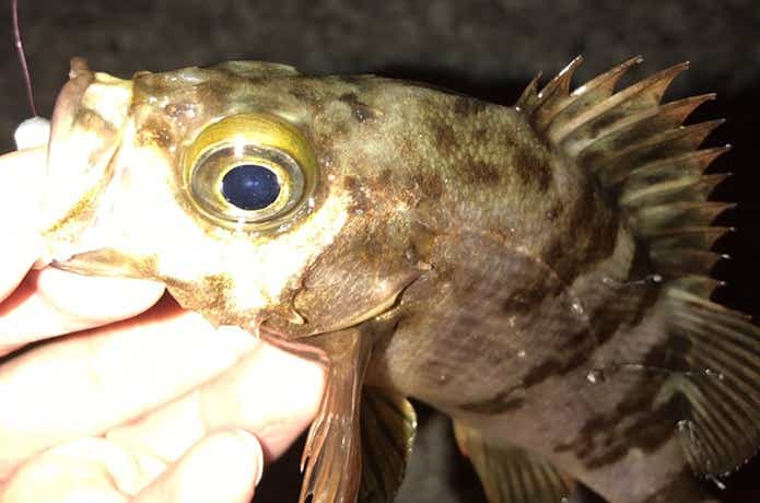 ルアーで釣ったメバル