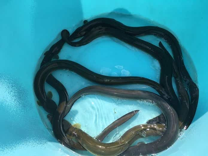 ウナギの画像