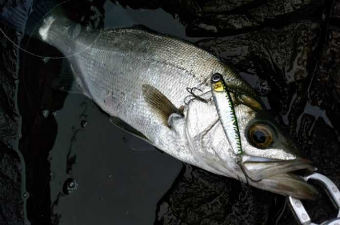 シンキングペンシルで釣れたヒラスズキ