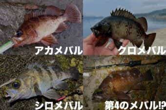 3種類のメバルを詳しく解説。“視力はあまり良くない”という意外な事実も