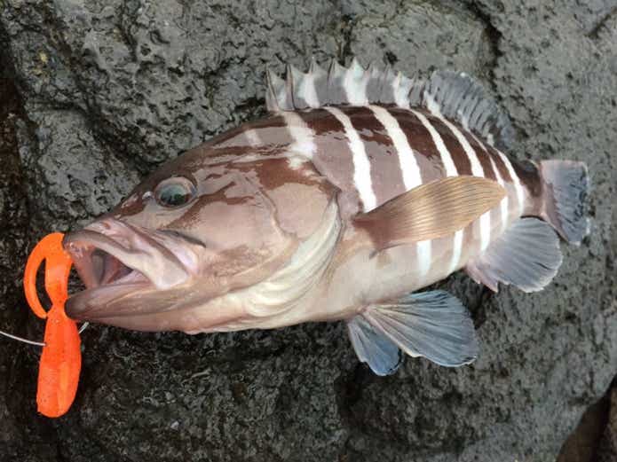 ワームで釣れたマハタ