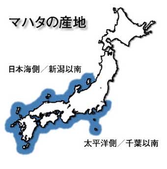 マハタの分布図