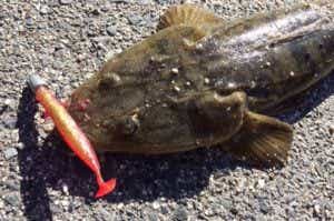 マゴチ釣り