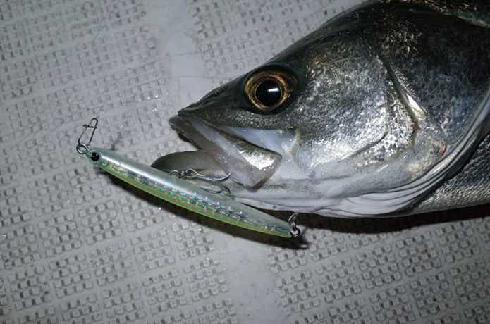 シンキングペンシルでスズキを釣り上げている画像