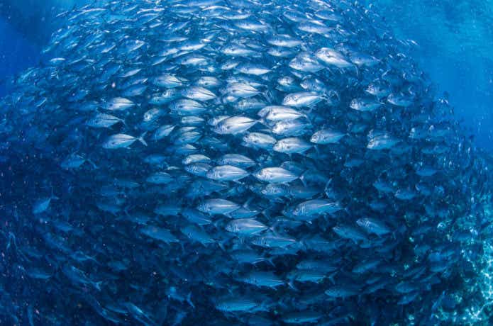 回遊魚