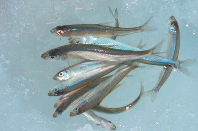 公魚　画像