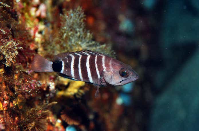 マハタの幼魚