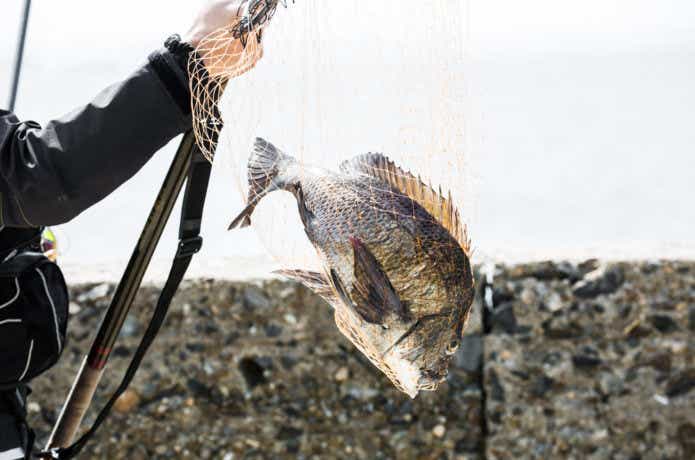 チヌを釣り上げる