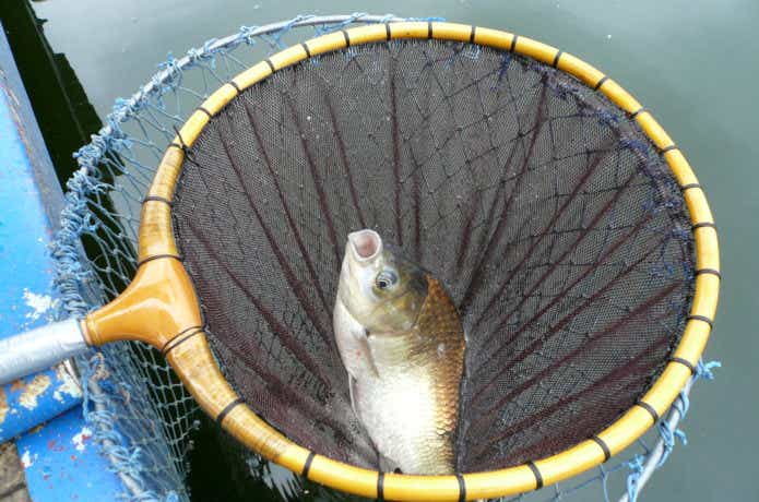 ヘラブナ釣り　画像