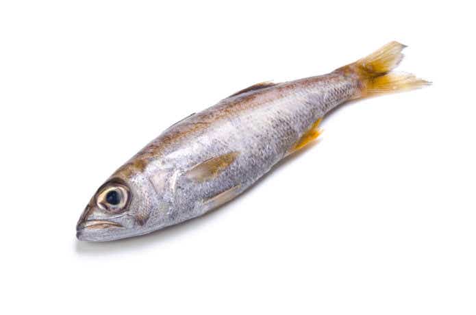 クロムツの分かりやすい画像