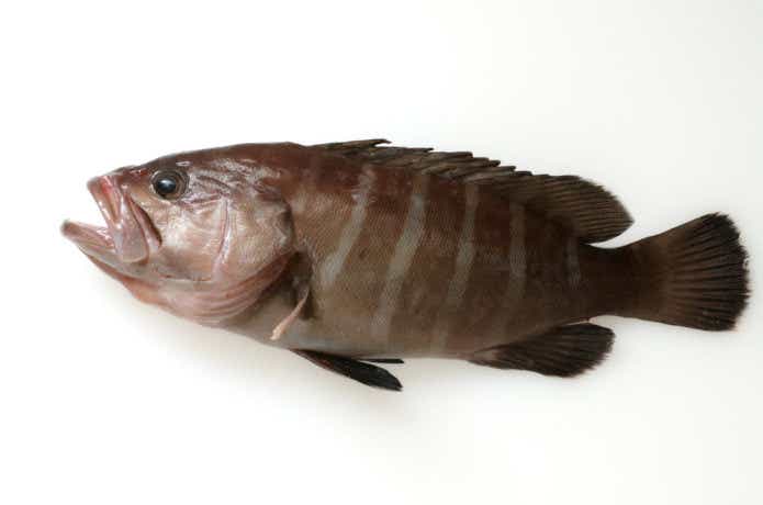 マハタの生態