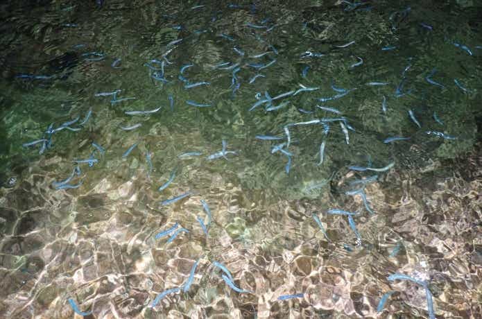 回遊魚釣りの画像