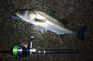 フッコ釣りの画像