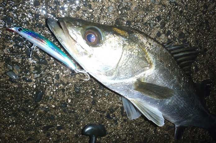 フッコのルアー釣りの画像