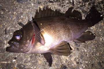 海釣りルアーで狙える小型魚の画像
