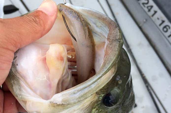 サカマタシャッドでビッグバスを釣った画像