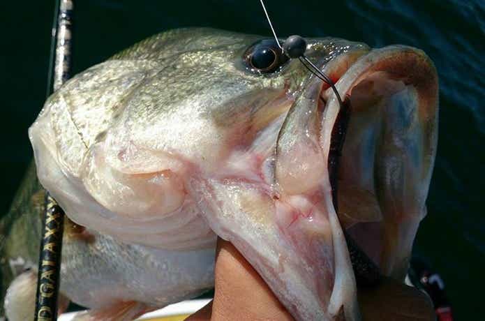 インチワッキーの画像