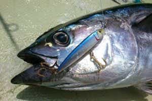 マングローブスタジオのルアーで釣ったマグロ