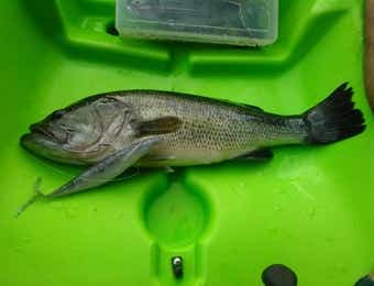 サカマタシャッドで釣った画像