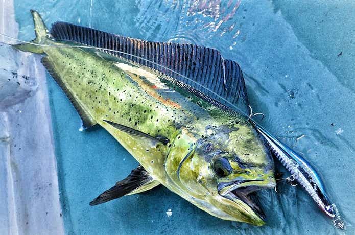 シイラのルアー釣りの画像