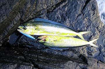 海釣りルアーで狙う大型魚の画像