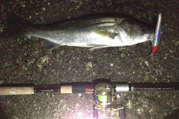 フッコの釣り方の画像