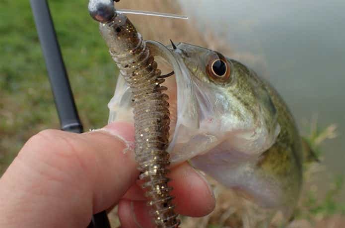 スイングインパクトでバスを釣った画像