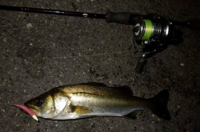 フッコの釣果の画像
