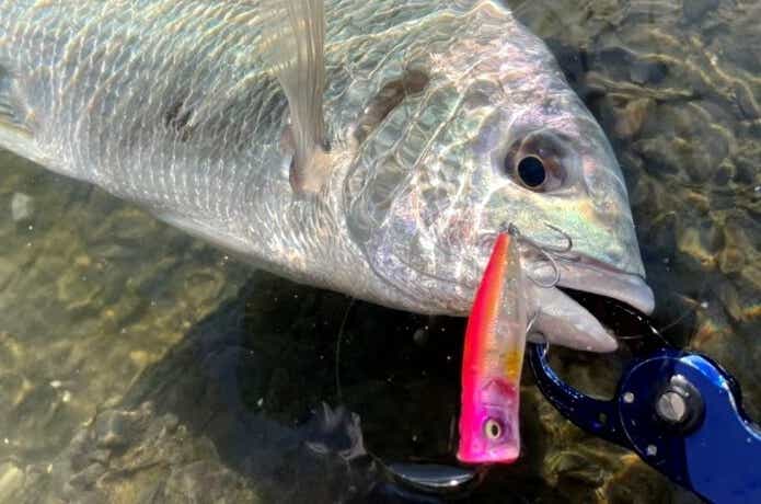 ルアーで釣ったキビレ